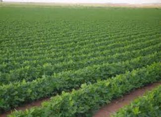 شمال كردفان تستهدف اكثر من 7 ملايين فدان للموسم الزراعي شمال كردفان تستهدف اكثر من 7 ملايين فدان للموسم الزراعي