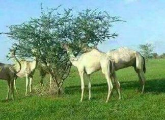 ولاية القضارف تعلن قيام مخيم البطانة السنوي لتقديم الخدمات البيطرية ولاية القضارف تعلن قيام مخيم البطانة السنوي لتقديم الخدمات البيطرية