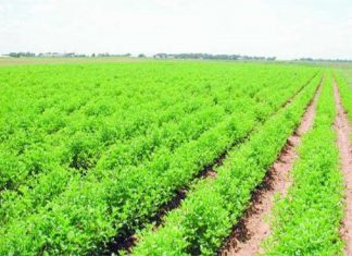 مشروع الهواد وخطط طموحة لتنمية وتطوير نهر النيل مشروع الهواد وخطط طموحة لتنمية وتطوير نهر النيل