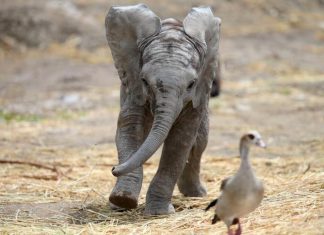 مفتاح علاج السرطان موجود لدى الفيلة مفتاح علاج السرطان موجود لدى الفيلة