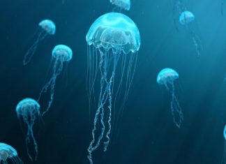 قناديل البحر قد تحل مستقبلا مكان طبق سمك القد مع البطاطا البريطاني الشهير قناديل البحر قد تحل مستقبلا مكان طبق سمك القد مع البطاطا البريطاني الشهير