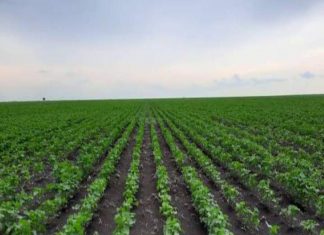 زراعة 3 ملايين فدان امن جملة 7,250 مليون فدانا بالقضارف زراعة (٣) ملايين فدان امن جملة (٧.٢٥٠) مليون فدانا بالقضارف