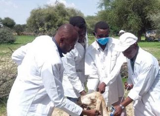 القافلة البيطرية تواصل تطعيم الماشية بشمال دارفور القافلة البيطرية تواصل تطعيم الماشية بشمال دارفور