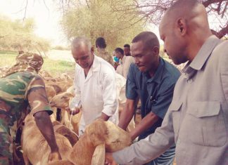 تطعيم 27 ألف من المواشي بمحليات شمال دارفور تطعيم 27 ألف من المواشي بمحليات شمال دارفور