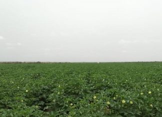 مدير وزارة الزراعة الولائية يتفقد مشروع الجموعية مدير وزارة الزراعة الولائية يتفقد مشروع الجموعية