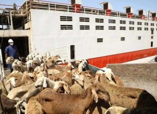 أكثر من308مليون دولار عائدات الثروة الحيوانية للنصف الاول هذا العام أكثر من308مليون دولار عائدات الثروة الحيوانية للنصف الاول هذا العام