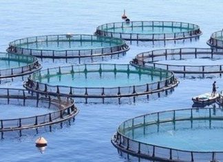 ادارة الأسماك تؤكد أهمية الاستفادة من الاقتصاد الأزرق ادارة الأسماك تؤكد أهمية الاستفادة من الاقتصاد الأزرق