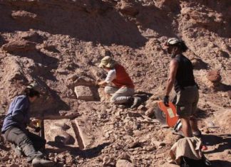 الكشف عن بقايا ديناصور صغير مدرع في الأرجنتين عمره 100 مليون عام الكشف عن بقايا ديناصور صغير مدرع في الأرجنتين عمره 100 مليون عام