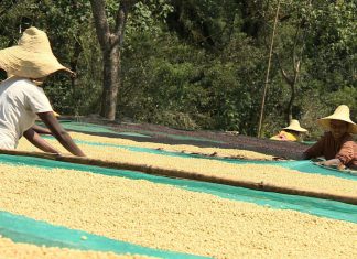 بزيادة قدرها 500 مليون دولار.. القهوة الإثيوبية تحقق معدلات إنتاج قياسية بزيادة قدرها 500 مليون دولار.. القهوة الإثيوبية تحقق معدلات إنتاج قياسية