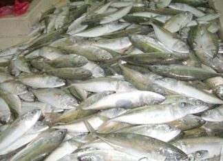 قطاع الأسماك و إمكانية التطوير قطاع الأسماك و إمكانية التطوير