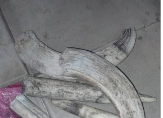 ضبط 24 قطعة سن فيل قيمتها أكثر من 2 مليون جنيه بالأبيض ضبط 24قطعة سن فيل قيمتها أكثر من2مليون جنيه بالأبيض