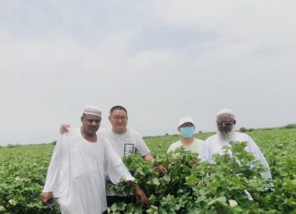 منظمة القطن تقف علي تأسيس محصول القطن بالجزيرة والرهد منظمة القطن تقف علي تأسيس محصول القطن بالجزيرة والرهد