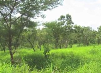 انتاج 2مليون شتلة بالمشاتل المركزية والمنزلية لغابات شمال كردفان انتاج 2مليون شتلة بالمشاتل المركزية والمنزلية لغابات شمال كردفان