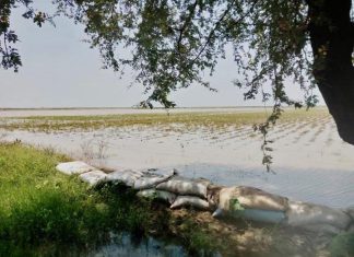 والي الجزيرة يقف على المساحات الزراعيةالمتأثرة بالسيول والأمطار بقسم الجاموسي والي الجزيرة يقف على المساحات الزراعيةالمتأثرة بالسيول والأمطار بقسم الجاموسي