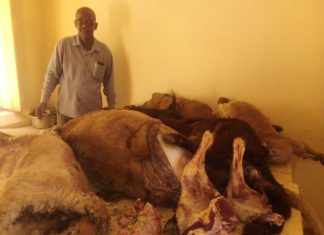 ضبط كميات من الذبيح المخالف للضوابط بشندي ضبط كميات من الذبيح المخالف للضوابط بشندي