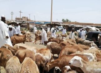 خطة لتطوير القطعان مع ملاك الثروة الحيوانية بالقضارف خطة لتطوير القطعان مع ملاك الثروة الحيوانية بالقضارف