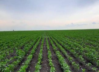 والي الشمالية يؤكد دعم جهود تطوير القطاع الزراعي بالولاية والي الشمالية يؤكد دعم جهود تطوير القطاع الزراعي بالولاية