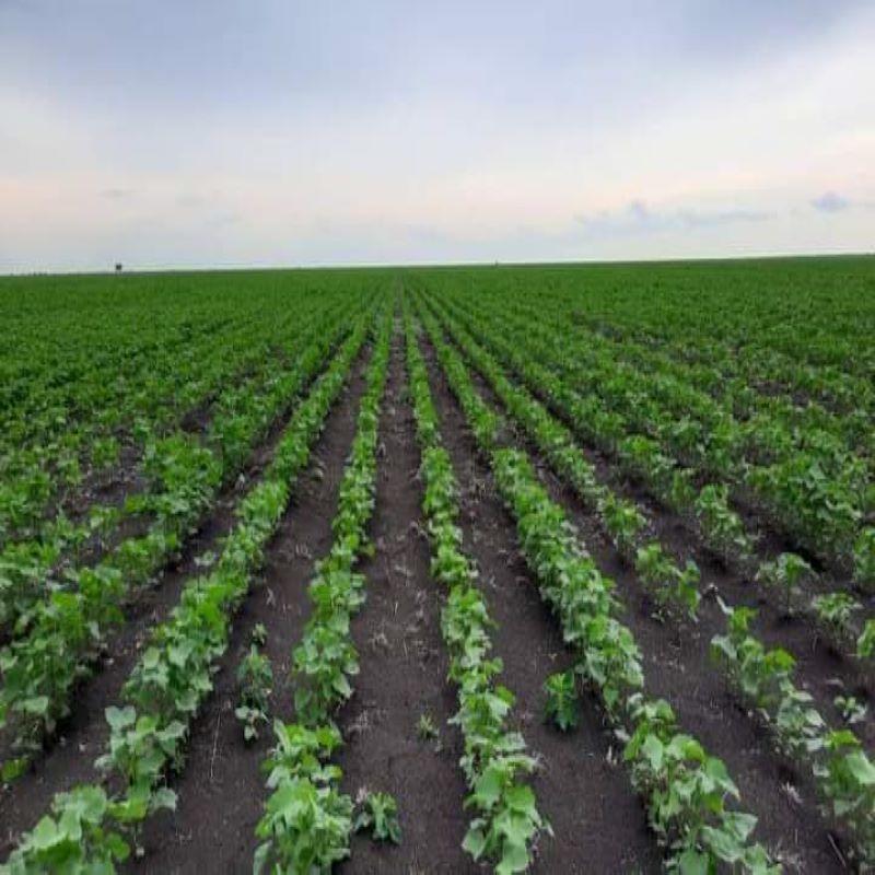 والي الشمالية يؤكد دعم جهود تطوير القطاع الزراعي بالولاية والي الشمالية يؤكد دعم جهود تطوير القطاع الزراعي بالولاية