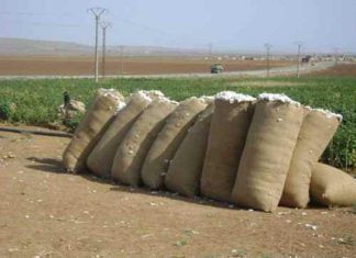 ترتيبات لحماية القطن من قبضة السماسرة ترتيبات لحماية القطن من قبضة السماسرة