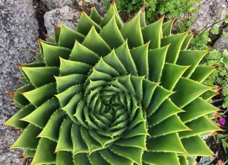 انطلاق مهرجان الصباريات والعصاريات غدا بجمعية فلاحة البساتين بالمقرن انطلاق مهرجان الصباريات والعصاريات غدا بجمعية فلاحة البساتين بالمقرن