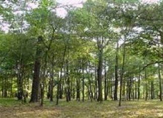 والي شرق دارفور يؤكد ضرورة النهوض بقطاع الصمغ العربي والي شرق دارفور يؤكد ضرورة النهوض بقطاع الصمغ العربي