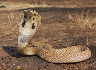 من بينها الكوبرا: باحثون يكشفون عن زيادة عدد الثعابين والعقارب بعد الفيضانات الأخيرة من بينها الكوبرا: باحثون يكشفون عن زيادة عدد الثعابين والعقارب بعد الفيضانات الأخيرة