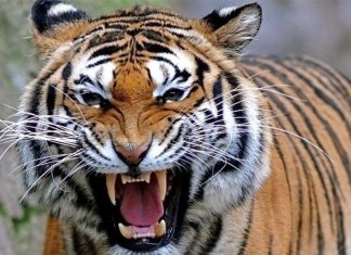 إمرأة هندية تنقذ طفلها من مخالب نمر إمرأة هندية تنقذ طفلها من مخالب نمر