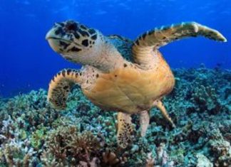 دراسة: مقتل أكثر من 1.1 مليون سلحفاة بحرية بشكل غير قانونى دراسة: مقتل أكثر من 1.1 مليون سلحفاة بحرية بشكل غير قانونى