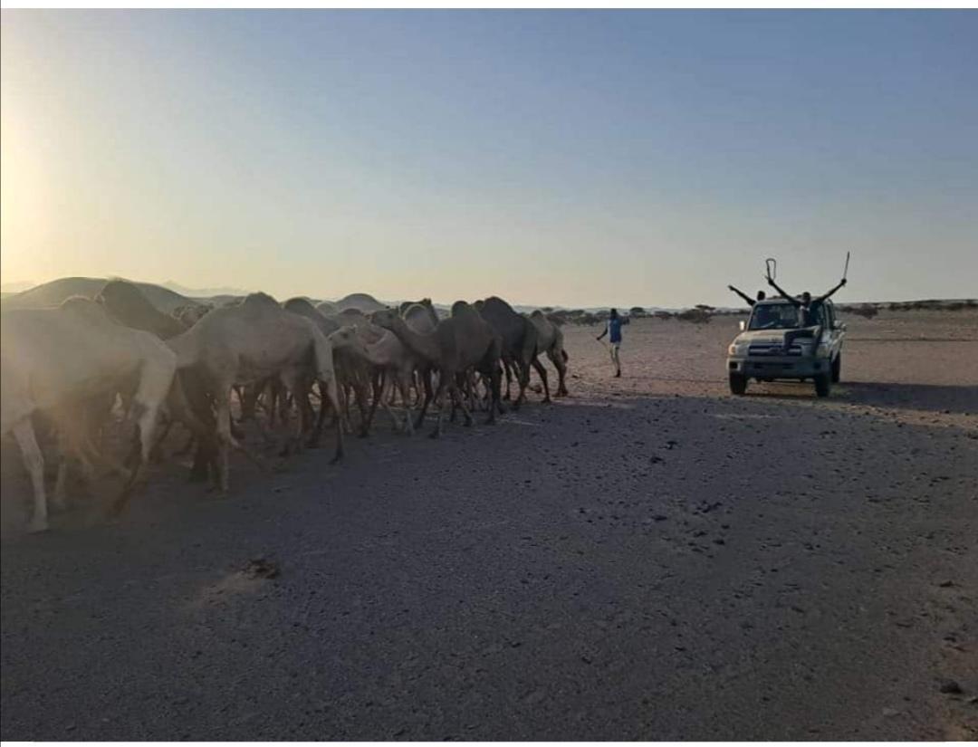 إحباط محاولة تهريب (60) رأسا من إناث الإبل للخارج
