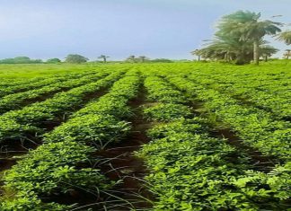 بادرة مستحدثة لزراعة المحاصيل الزراعية فى العروة الصيفية بادرة مستحدثة لزراعة المحاصيل الزراعية فى العروة الصيفية