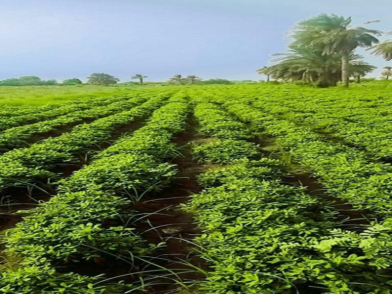 بادرة مستحدثة لزراعة المحاصيل الزراعية فى العروة الصيفية بادرة مستحدثة لزراعة المحاصيل الزراعية فى العروة الصيفية