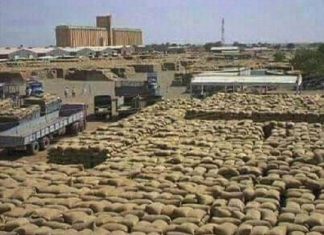 تدشين حصاد السمسم بمساحة 800 ألف فدان بولاية كسلا تدشين حصاد السمسم بمساحة 800 ألف فدان بولاية كسلا