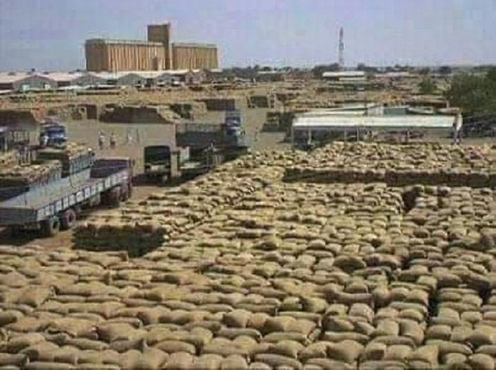 تدشين حصاد السمسم بمساحة 800 ألف فدان بولاية كسلا