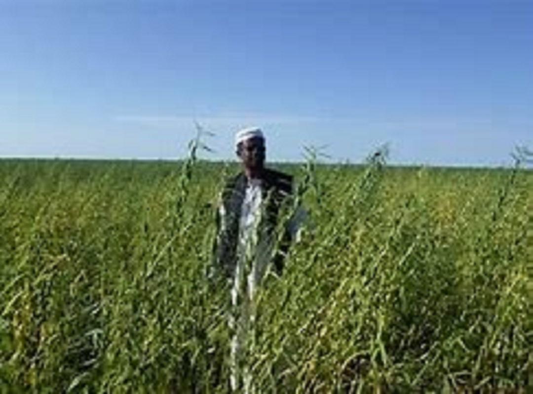 عائدات السمسم السوداني هل تأتي قبل الذهب؟