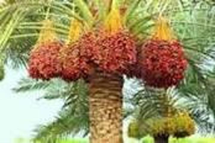 جمعية فلاحة النخيل تكشف عن بشريات للتطوير انتاج التمور بالسودان