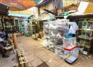 سوق العصافير التاريخي .. وجهة الباحثين عن الطيور النادرة بالسودان سوق العصافير التاريخي .. وجهة الباحثين عن الطيور النادرة بالسودان