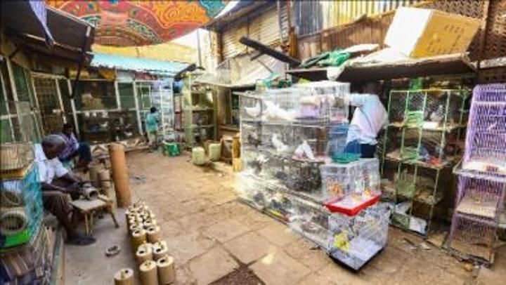 سوق العصافير التاريخي .. وجهة الباحثين عن الطيور النادرة بالسودان