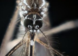 لماذا ينجذب البعوض إلى بعض الناس أكثر من غيرهم؟ لماذا ينجذب البعوض إلى بعض الناس أكثر من غيرهم؟