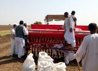 انطلاقة زراعة القمح بمشروع حلفا الجديدة فى مساحة 70ألف فدان انطلاقة زراعة القمح بمشروع حلفا الجديدة فى مساحة 70ألف فدان