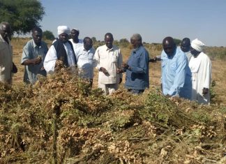 أمين زكاة شمال دارفور يدشن حصاد الفول السوداني باللعيت أمين زكاة شمال دارفور يدشن حصاد الفول السوداني باللعيت