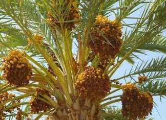 الخرطوم تستضيف المهرجان الدولي الرابع للتمور السودانية الخرطوم تستضيف المهرجان الدولي الرابع للتمور السودانية