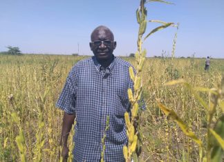 السمسم بين المنافسة العالمية وجودة انتاجه فى السودان السمسم بين المنافسة العالمية وجودة انتاجه فى السودان