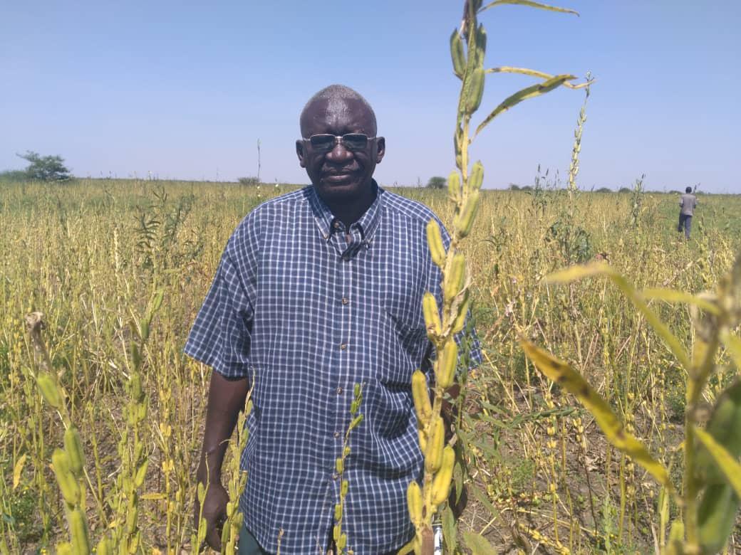 السمسم بين المنافسة العالمية وجودة انتاجه فى السودان السمسم بين المنافسة العالمية وجودة انتاجه فى السودان