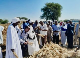 مشروع الجزيرة :يوم الحقل لإزالة شجرة المسكيت وحصاد الذرة مشروع الجزيرة :يوم الحقل لإزالة شجرة المسكيت وحصاد الذرة