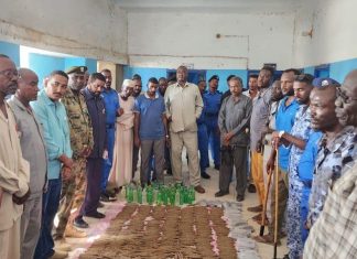 ضبط ١٣٥٠ راس بنقو بمحلية أبو حمد ضبط ١٣٥٠ راس بنقو بمحلية أبو حمد