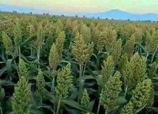 خبير أمن غذائي يبدي تخوفه من استمرار المعونات الخارجية خبير أمن غذائي يبدي تخوفه من استمرار المعونات الخارجية