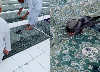 سجود أم مرض؟ فيديو لحمامة في الحرم المكي يحظى بأكثر من 18 مليون مشاهدة سجود أم مرض؟ فيديو لحمامة في الحرم المكي يحظى بأكثر من 18 مليون مشاهدة