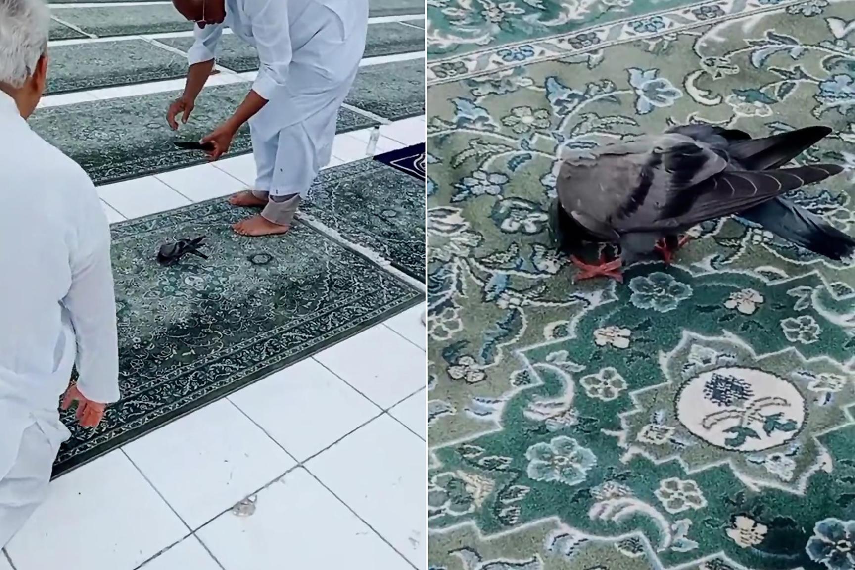 سجود أم مرض؟ فيديو لحمامة في الحرم المكي يحظى بأكثر من 18 مليون مشاهدة سجود أم مرض؟ فيديو لحمامة في الحرم المكي يحظى بأكثر من 18 مليون مشاهدة