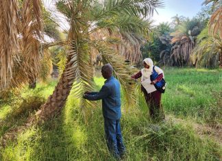 وقاية النباتات بنهر النيل تكافح الحشرة القشرية بأبوحمد وقاية النباتات بنهر النيل تكافح الحشرة القشرية بأبوحمد