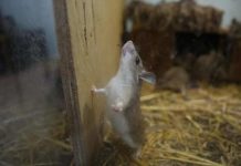 دراسة يابانية: الفئران تتمايل أيضًا مع الإيقاعات الموسيقية دراسة يابانية: الفئران تتمايل أيضًا مع الإيقاعات الموسيقية